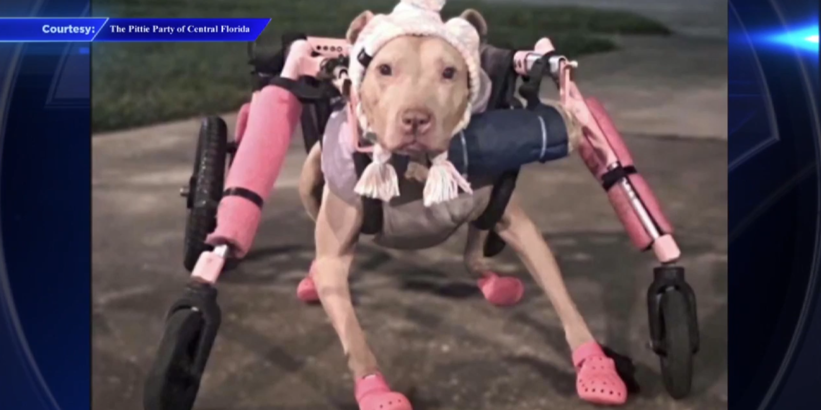 Stolen Wheelchair for Disabled Pit Bull Sparks Community Support
