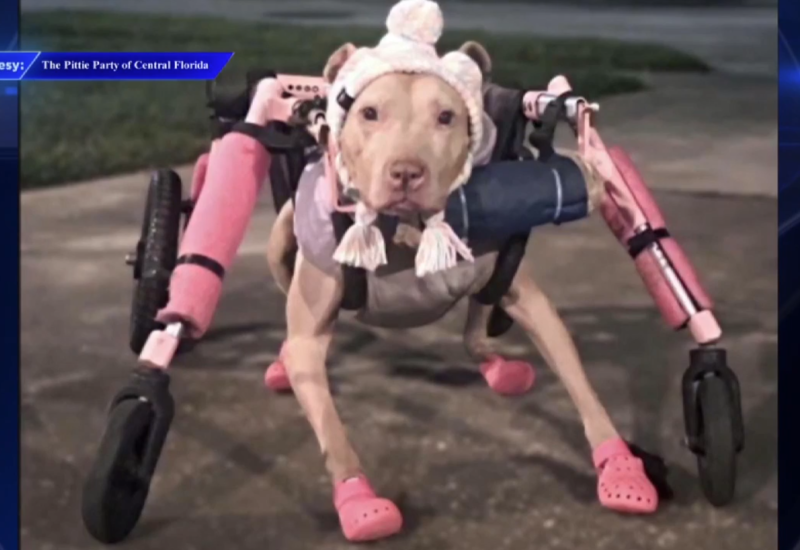 Stolen Wheelchair for Disabled Pit Bull Sparks Community Support