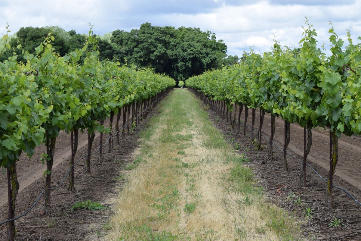 NORTH COUNTRY LIMOUSINE OPENS RESERVATIONS FOR FALL WINERY TOURS ON LONG ISLAND