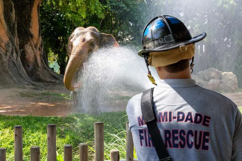 Miami-Dade Fire Rescue Crew Bathes Elephants at Zoo Miami